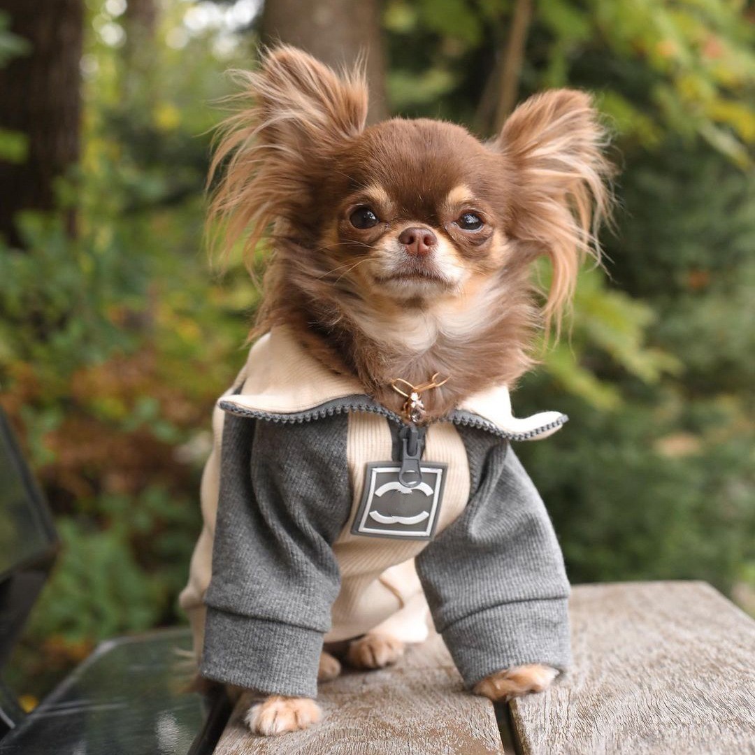 Fashion Hoodie Dog Clothes Cot - Winter Clothing For Boys 评论和价格